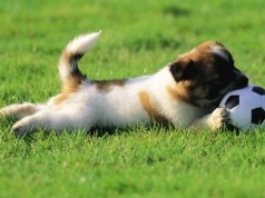 Cane Vs Tartaruga, ecco un’insolita sfida calcistica (video)