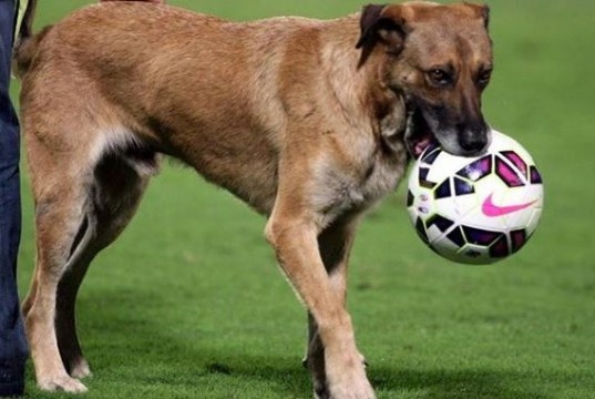 La storia di Buck, il cane di Rimini ritrovato allo stadio di Palermo (FOTO)