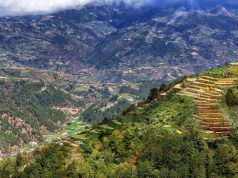 La capigliatura di Baggio: la storia del “Divin Codino” che fece moda.