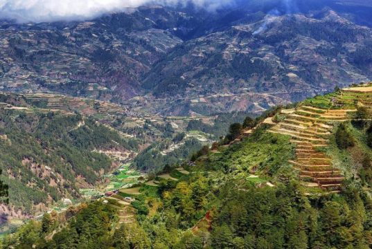 La capigliatura di Baggio: la storia del “Divin Codino” che fece moda.