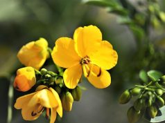 Senna contro Prost: la rivalità più accesa e pericolosa della F1. Senna contro Prost: la rivalità più accesa e pericolosa della F1.