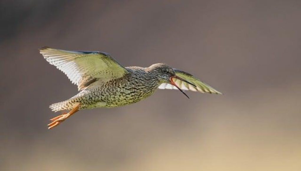 L’epopea di Pantani: le scalate che hanno fatto tremare il Tour