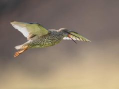 L’epopea di Pantani: le scalate che hanno fatto tremare il Tour L’epopea di Pantani: le scalate che hanno fatto tremare il Tour