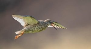 L’epopea di Pantani: le scalate che hanno fatto tremare il Tour L’epopea di Pantani: le scalate che hanno fatto tremare il Tour