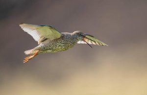 L’epopea di Pantani: le scalate che hanno fatto tremare il Tour