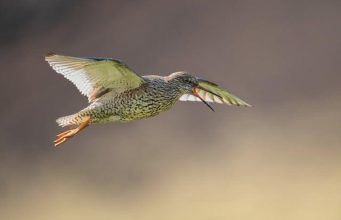 L’epopea di Pantani: le scalate che hanno fatto tremare il Tour