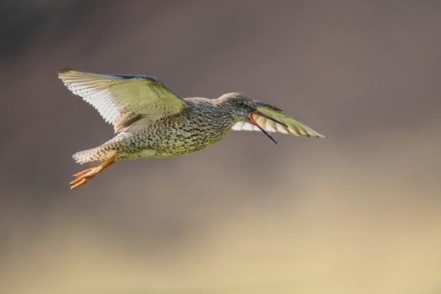 L’epopea di Pantani: le scalate che hanno fatto tremare il Tour