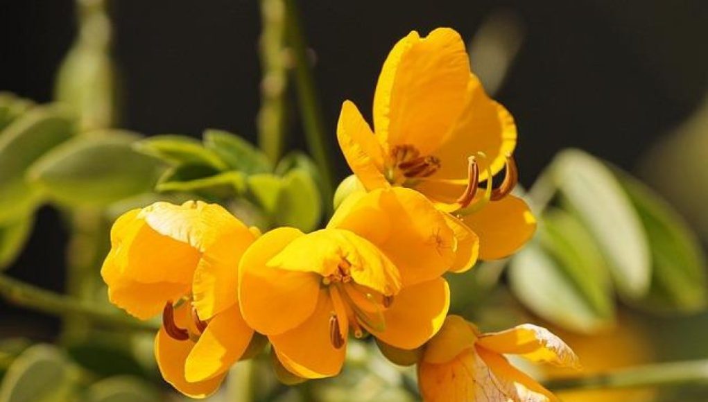 Il mito di Ayrton Senna: le sue vittorie più belle sotto la pioggia