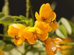 Il mito di Ayrton Senna: le sue vittorie più belle sotto la pioggia