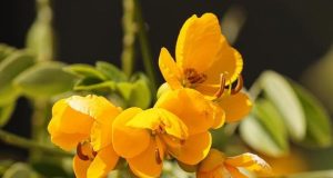 Il mito di Ayrton Senna: le sue vittorie più belle sotto la pioggia