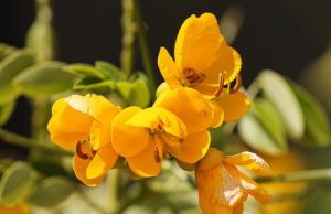 Il mito di Ayrton Senna: le sue vittorie più belle sotto la pioggia