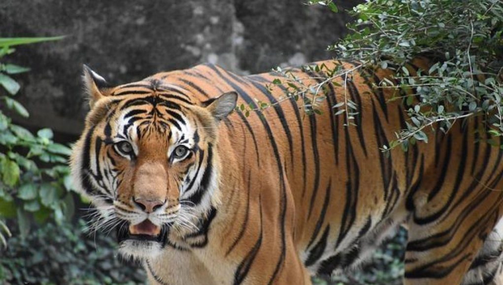 Tiger Woods e il trionfo al Masters 2019: la rinascita del re