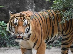 Tiger Woods e il trionfo al Masters 2019: la rinascita del re