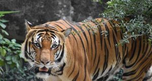 Tiger Woods e il trionfo al Masters 2019: la rinascita del re