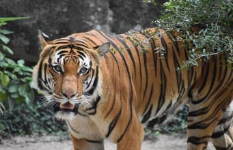 Tiger Woods e il trionfo al Masters 2019: la rinascita del re